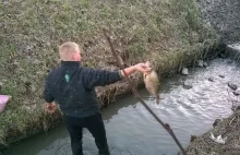 Spuścili wodę ze zbiornika. Setki ryb zdychało w błocie.