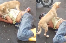 Lojalny pies broni swojego pana który pijany zasnął na środku ulicy VIDEO [ENG]