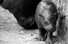 We wrocławskim zoo zdechł hipopotam. Żył zaledwie trzy tygodnie