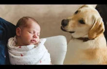 Dog Meeting Baby for the First Time Compilation