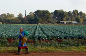 RPA - białym farmerom odbiorą gospodarstwa bez żadnej rekompensaty