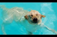 Funny Dogs Swimming Compilation