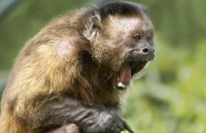 Badacze odkryli wyraźne podobieństwa w zachowaniu polityków i małp