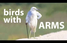 Gdyby ptaki miały ręce