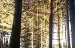 Rozrywka drwali - Drzewne Domino - Powalić jak najwięcej drzew za jednym razem