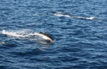 Grupa delfinów utworzyła żywą tratwę ratunkową