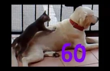 Smieszne psy #60