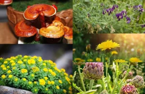 Knowledge Of Best Medicinal Plants with Their Benefits Will Help You To...