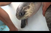 ŻÓŁW Morski - plastikowa słomka utknęła mu w nosie
