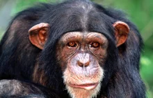 Frans de Waal – Małpa na biegunach