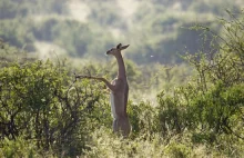 Gerenuk - "antylopa-żyrafa"