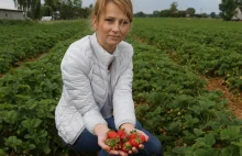 Truskawkowy sezon w Polsce. Plantatorzy załamani brakiem rąk do pracy!