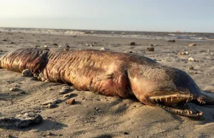 Długi, pomarszczony i z wielkimi kłami. Tajemniczy stwór na plaży w Teksasie