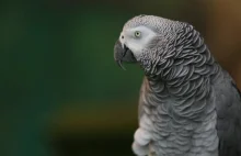 Einstein, papuga Żako daje mały pokaz naśladownictwa różnych dźwięków