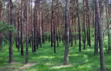 Leśnicy oburzeni: PiS zamierza sięgnąć po pieniądze Lasów Państwowych!