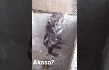 Tak się myje szczur.
