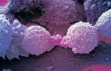 Komórki rakowe zostały przeprogramowane i wróciły do początkowego stadium [eng]