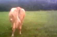 Jak by ktoś nie wiedział czy da się jeździć na krowie :)