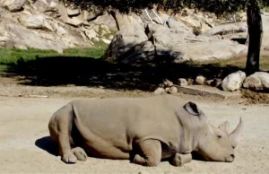 Nie żyje biały nosorożec. Po ziemi chodzi ich już tylko pięć