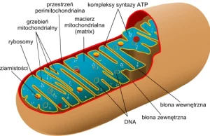 Poza dziedziczenie jądrowe (czyli o DNA mitochondrialnym i epigenetyce)