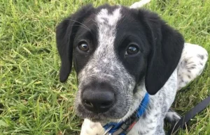 Runaway New Zealand sniffer dog shot at Auckland airport - News