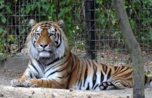 Drażnił tygrysa w zoo patykiem. Sąd skazał go na karę więzienia