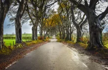 The Dark Hedges, czyli jedna z najpiękniejszych dróg w Irlandii Północnej