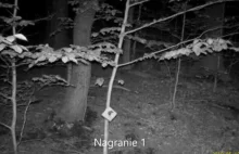 Polscy przyrodnicy nagrali w lesie coś przerażającego. Internauci: to duch