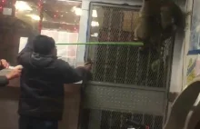 Raccoons Invade Restaurant