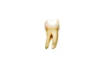 Żel regenerujący zęby - Discovery news