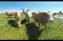 Dotarłem do końca internetu... Krowy w video 360 stopni.