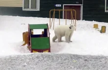 Inwazja niedźwiedzi polarnych na rosyjskie miasteczko - ogłoszono stan wyjątkowy