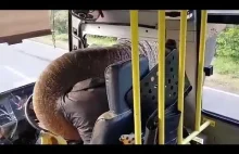 Słoń rabuje autobus.