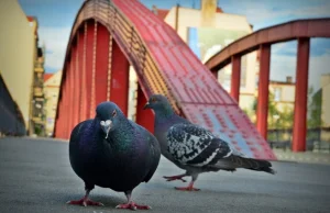 Malbork: gołębie dokarmiały uwięzione ptaki, aż uwolniła je straż miejska