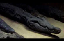 Fenomenalne mumie krokodyli w świątyni Kom Ombo w Egipcie