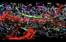 Wizualizacja wszystkich połączeń w niewielkim fragmencie mysiego mózgu