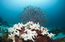Badacze chcą ocalić Wielką Rafę Koralową... rozjaśniając chmury