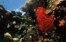 Powstał katalog najmniejszych organizmów oceanicznych