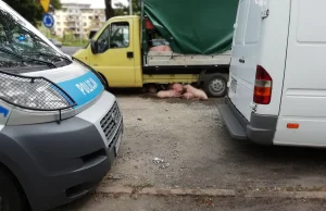Makabryczny przewóz świń przez centrum Ostrowa [FOTO, WIDEO