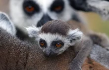 Lemury z Madagaskaru mogą nas nauczyć hibernacji?