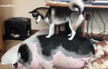 Piggy nie chce grać