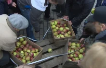 Bitwa o jabłka. Szał na akcji rozdawania owoców