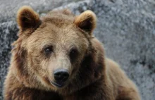 Ataki niedźwiedzi bardziej powszechne, ma to związek z rozwojem...