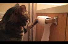 Kot rozwija papier toaletowy, a na koniec...