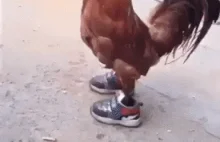 chicken in sneakers