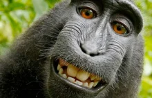 Sąd orzekł, że makak nie ma praw autorskich do selfie