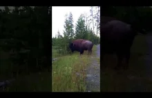 Niespodziewany atak bizona ( ͡° ͜ʖ ͡°) by Autostopem Na Koniec Świata