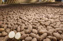 Ziemniak GMO zaakceptowany przez amerykański departament rolnictwa [ENG]