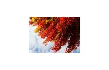 Półkula północna wita jesień - zdjęcia ze świata