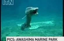 Prehistoryczny rekin sfilmowany u wybrzeży Japonii.